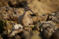 Koliha mala - Numenius phaeopus - Whimbrel o9305